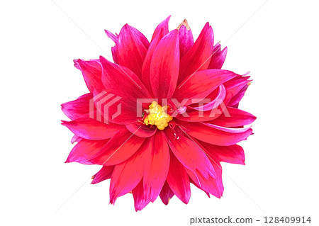 Dahlia pinnata Flower PNG Transparent Background. Dahlia pinnata Flower PNG Transparent Background. 128409914