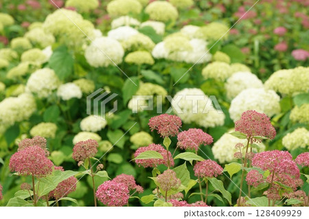 Pink Annabel 128409929