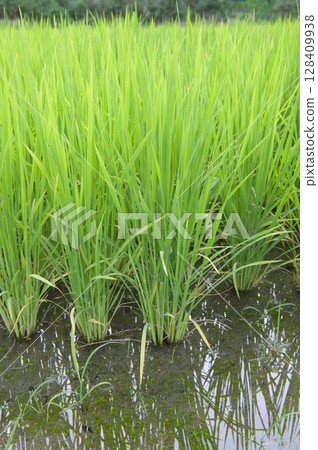 稻田水稻植株存欄量增加 128409938