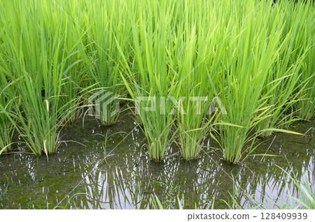 稻田水稻植株存欄量增加 128409939