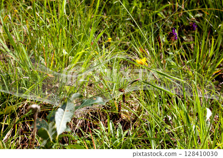 Intricate spider web glistening in the natural grasslands of Tyrol, Austria during a sunny afternoon 128410030