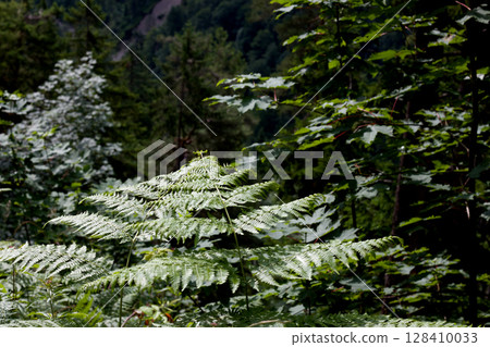 Lush ferns bask in sunlight amidst the serene forests of Tyrol, Austria, showcasing vibrant shades of green and a tranquil atmosphere 128410033