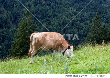 Grazing cow in the lush pastures of Tyrol, Austria during a sunny afternoon surrounded by forested mountains Grazing cow in the lush pastures of Tyrol, Austria during a sunny afternoon surrounded by forested mountains 128410039