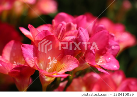 Freesia 128410059