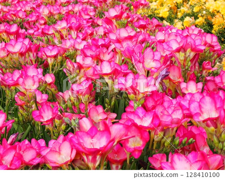 Freesia Freesia 128410100