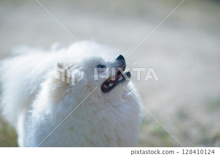 Fluffy White Pomeranian Dog Looking Up Outdoors 128410124