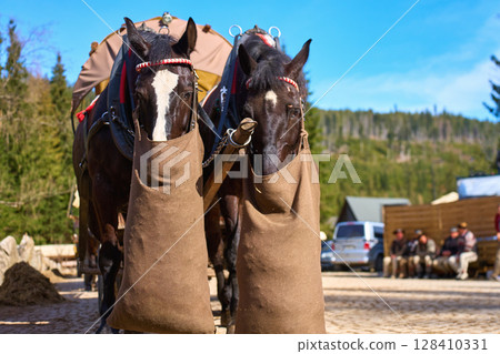 Two horses with harnesses and feed bags stand in front of tourist carriage in mountain area. Eco-friendly travel and traditional transport at Morskie Oko in Poland 128410331