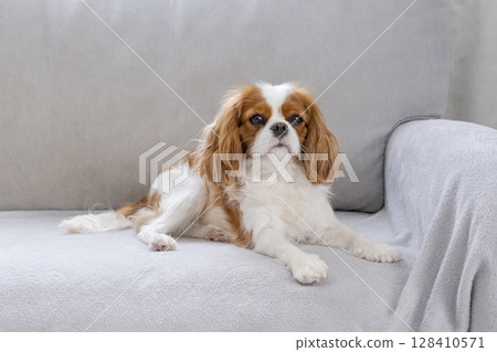 Portrait Portrait 128410571