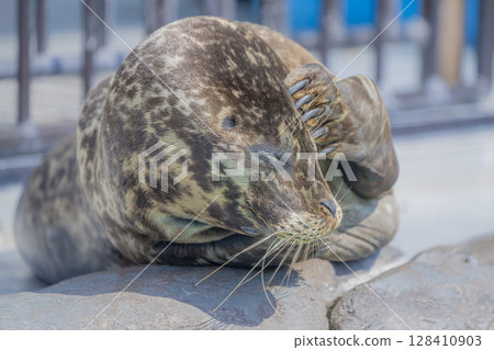 Zoo animals Zoo animals 128410903