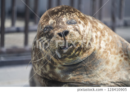 Zoo animals 128410905