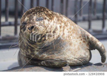 Zoo animals 128410908