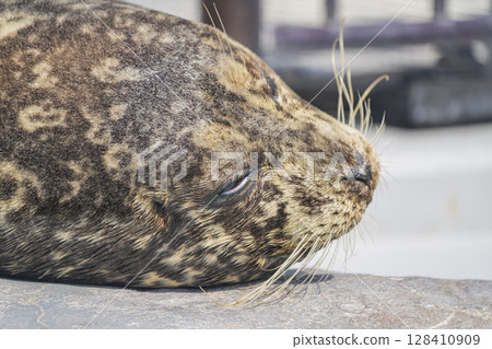 Zoo animals Zoo animals 128410909