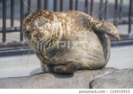 Zoo animals 128410910