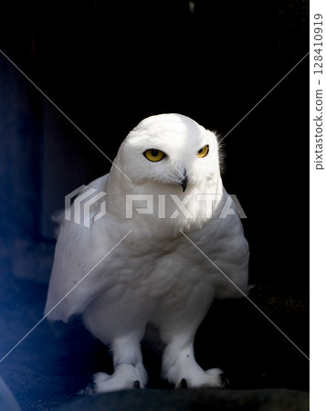 Zoo animals 128410919