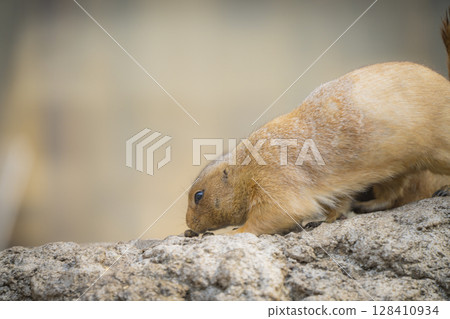 動物園動物 動物園動物 128410934