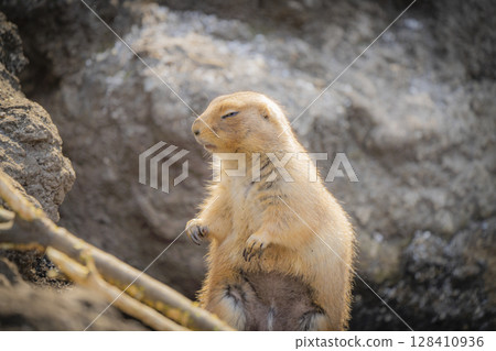 Zoo animals 128410936