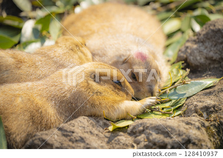 Zoo animals 128410937