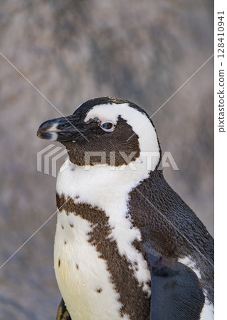 Zoo animals 128410941