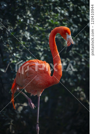 Zoo animals 128410944