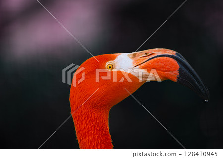 Zoo animals 128410945