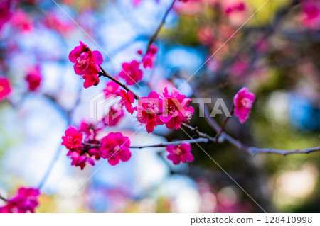 Red plum blossoms in Koishikawa Korakuen 128410998