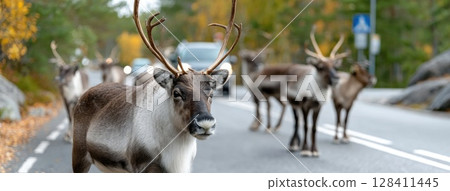 A herd of reindeer traverses the road as colorful autumn leaves create a stunning backdrop in a peaceful forest environment 128411445