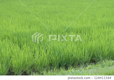稻田水稻植株存欄量增加 128411584