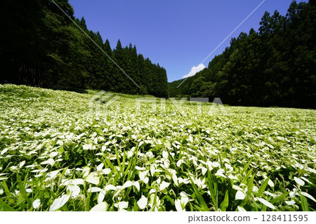 A beautiful landscape of blue skies and fresh green mountains at Hangeshoen in Okada Valley, Mitsue Village, Nara Prefecture 128411595