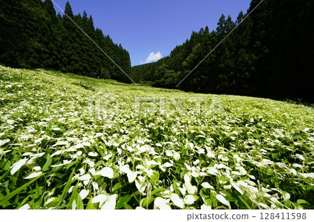 奈良縣三江村岡田溪谷半下松園，藍天白雲，新綠茂盛，景色優美 128411598