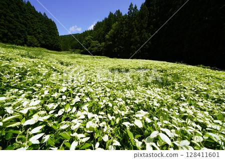 A beautiful landscape of blue skies and fresh green mountains at Hangeshoen in Okada Valley, Mitsue Village, Nara Prefecture 128411601