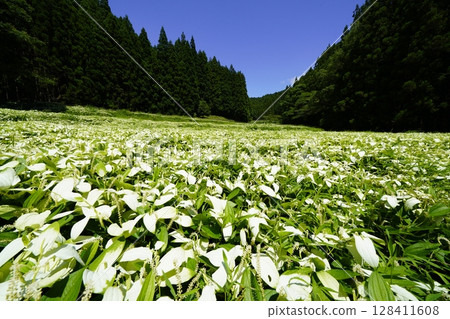 奈良縣三江村岡田溪谷半下松園,藍天白雲,新綠茂盛,景色優美 奈良縣三江村岡田溪谷半下松園,藍天白雲,新綠茂盛,景色優美 128411608