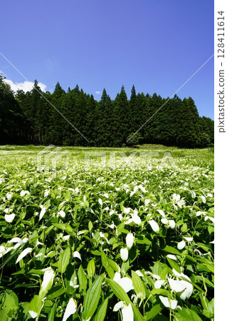 A beautiful landscape of blue skies and fresh green mountains at Hangeshoen in Okada Valley, Mitsue Village, Nara Prefecture 128411614