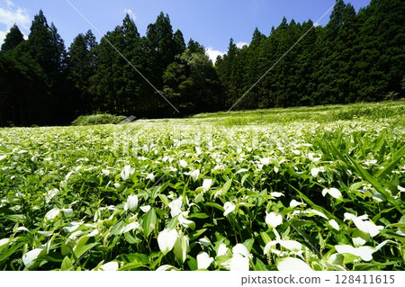 奈良縣三江村岡田溪谷半下松園，藍天白雲，新綠茂盛，景色優美 128411615