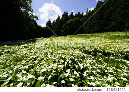 A beautiful landscape of blue skies and fresh green mountains at Hangeshoen in Okada Valley, Mitsue Village, Nara Prefecture 128411621