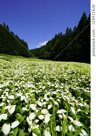 奈良縣三江村岡田溪谷半下松園，藍天白雲，新綠茂盛，景色優美 128411626