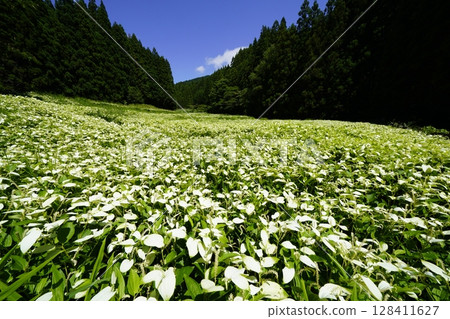 奈良縣三江村岡田溪谷半下松園,藍天白雲,新綠茂盛,景色優美 奈良縣三江村岡田溪谷半下松園,藍天白雲,新綠茂盛,景色優美 128411627
