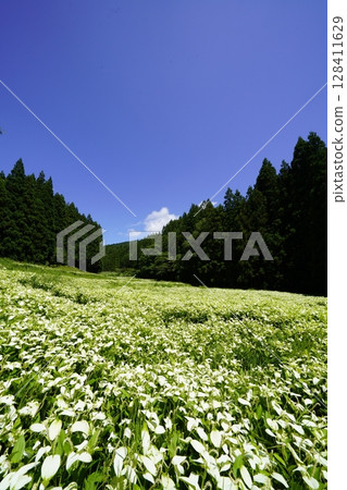 A beautiful landscape of blue skies and fresh green mountains at Hangeshoen in Okada Valley, Mitsue Village, Nara Prefecture 128411629