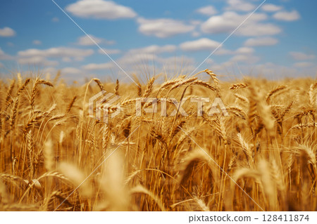 Ripening golden wheat in sunlight with blue cloudy sky. Rich harvest. Agricultural farm. 128411874