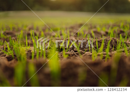 A group of green sprouts growing from the soil. Young plants growing in a farmer's field. 128412234