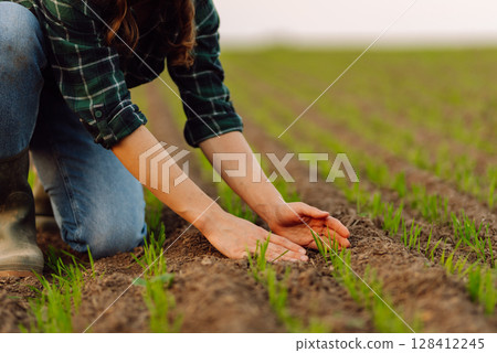 Farmer holds a young green wheat sprouts in hands checking quality of new crop. Concept of ecology. 128412245
