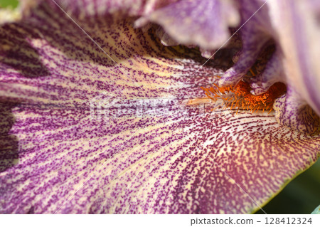 Tall bearded iris Queen in Calico 128412324