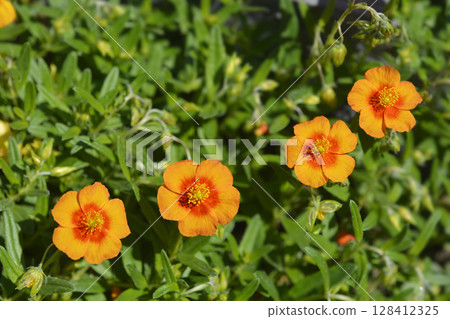 Rock rose Ben Heckla Rock rose Ben Heckla 128412325