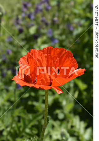 Oriental poppy 128412326