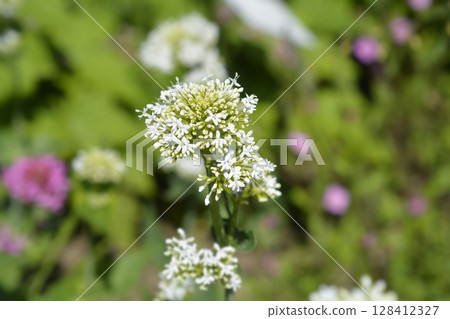 Red valerian 128412327