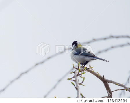 大山雀的尾巴 大山雀的尾巴 128412364