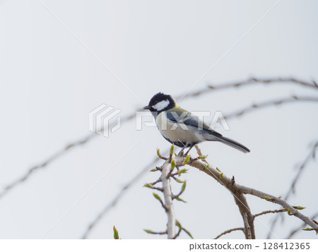 一隻大山雀直視左邊 一隻大山雀直視左邊 128412365