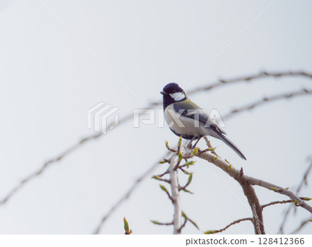 Great tit facing left 128412366