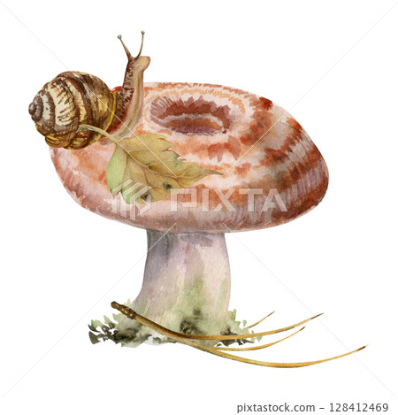 Lactarius milk-cap russula striped mushroom, snail, fallen autumn leaf on cap, dried pine needles. Fungus nature illustration hand drawn in watercolor. Forest festival posters, educational printables 128412469