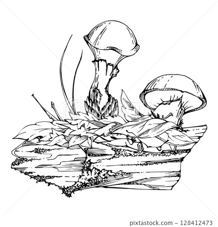 Suillus larch bolete slippery jack mushroom fungus, on bark with moss lichen growth, fallen autumn leaves twigs needles. Hand drawn vector ink Illustration. Autumn forest floor habitat natural scene Suillus larch bolete slippery jack mushroom fungus, on bark with moss lichen growth, fallen autumn leaves twigs needles. Hand drawn vector ink Illustration. Autumn forest floor habitat natural scene 128412473