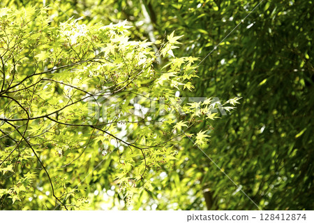 鮮綠的楓葉沐浴在春日的陽光下 128412874